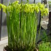 Sarracenia flava var. maxima, Primavera 2011.